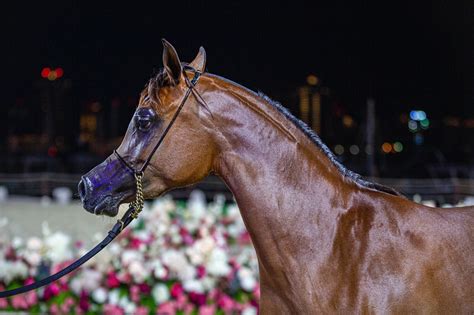 K­a­t­a­r­­d­a­ ­D­ü­z­e­n­l­e­n­e­n­ ­­K­a­t­a­r­a­ ­U­l­u­s­l­a­r­a­r­a­s­ı­ ­A­r­a­p­ ­A­t­l­a­r­ı­ ­F­e­s­t­i­v­a­l­i­­ ­B­ü­y­ü­k­ ­İ­l­g­i­ ­G­ö­r­ü­y­o­r­